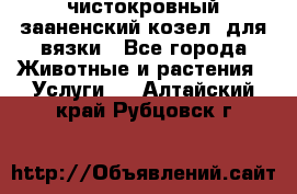 чистокровный зааненский козел  для вязки - Все города Животные и растения » Услуги   . Алтайский край,Рубцовск г.